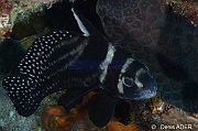 Equetus-punctatus Chevalier ponctue-Bonaire Sharon serenity-16m-20180218-Denis-ADER-DSC_6584_tn